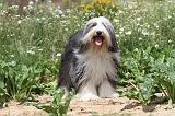 BEARDED COLLIE 032